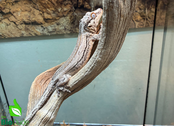 Gargoyle Gecko - Sexable Male