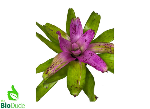 6" Pot Bromeliad Neoregelia Sibella