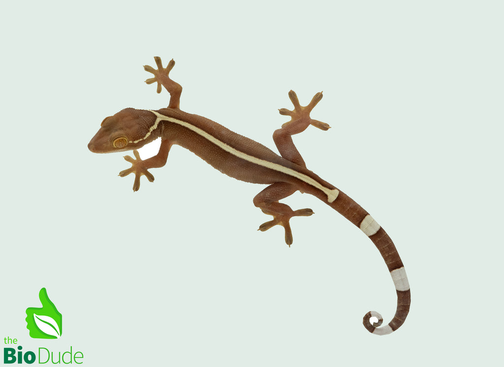 Skunk Lined Gecko - Captive Bred