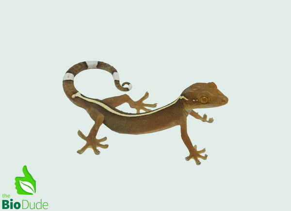 Skunk Lined Gecko - Captive Bred