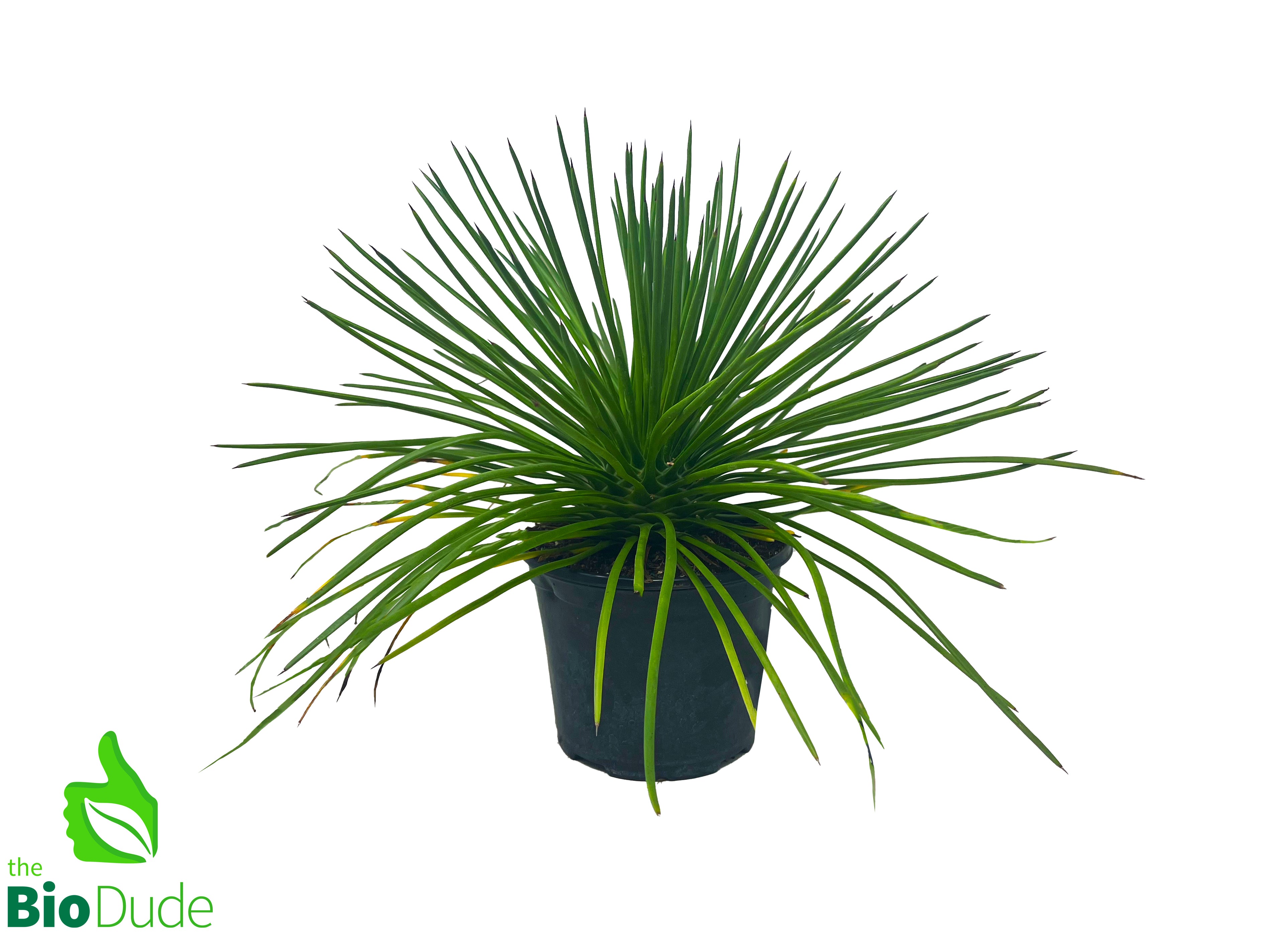 spaghetti succulent 6" Pot Spaghetti Agave