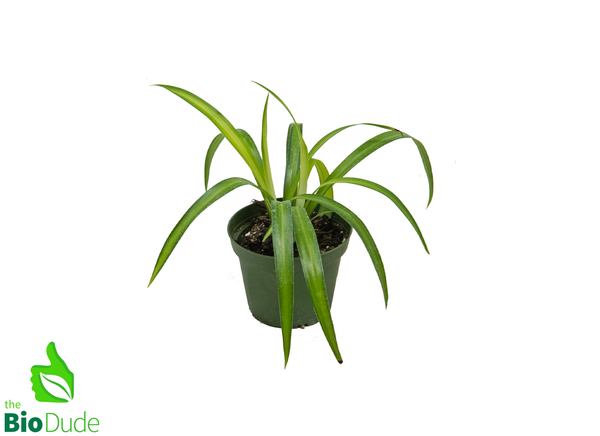 4" Pot Spider Plant