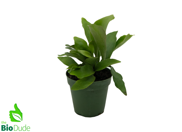4" Pot Staghorn Fern