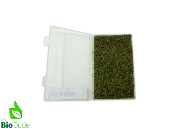 Live hand propagated star moss