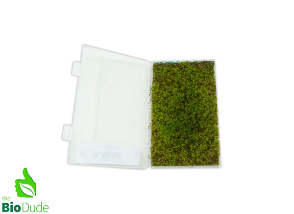 Live hand propagated star moss