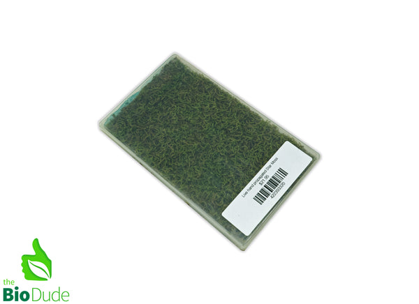 Live hand propagated star moss