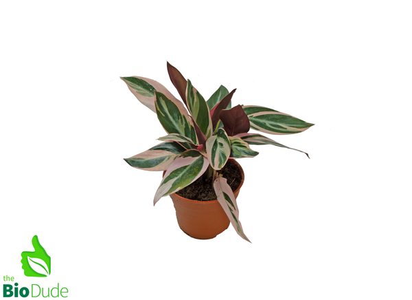 4" Pot Stromanthe Triostar