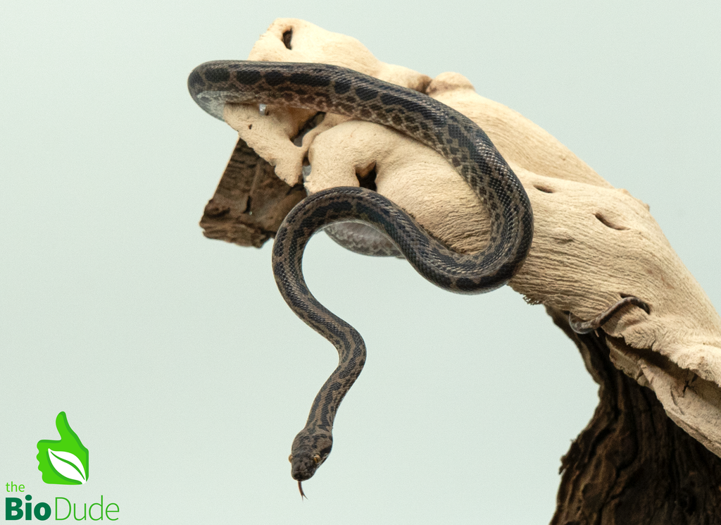 Striped Spotted Python - Male