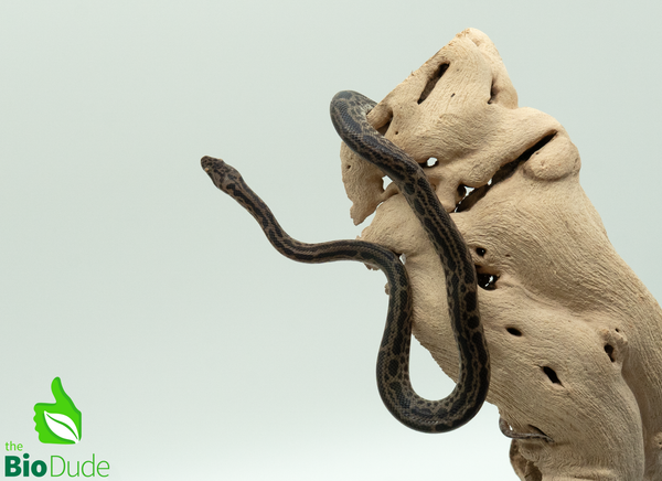 Striped Spotted Python - Male