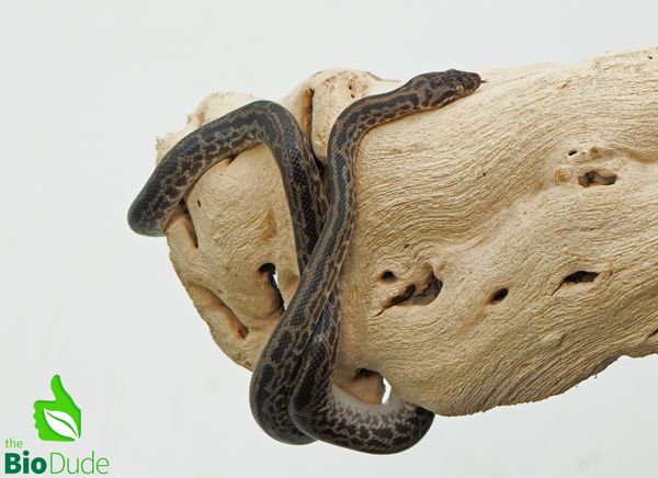 Striped Spotted Python - Male