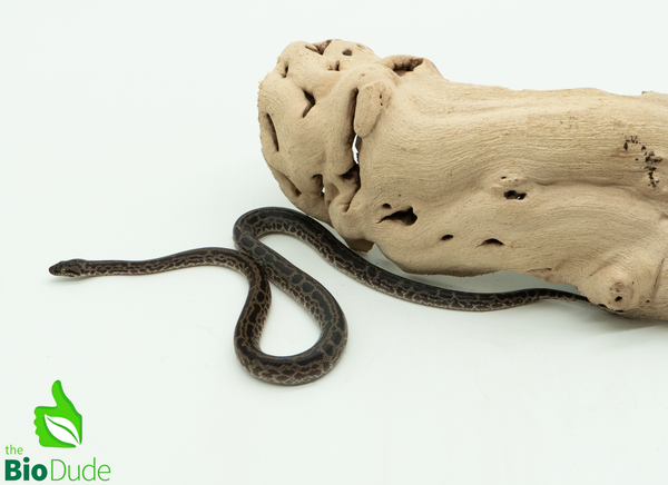 Striped Spotted Python - Male