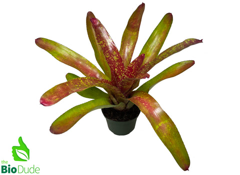 6" Pot Bromeliad Neoregelia Tango Mango