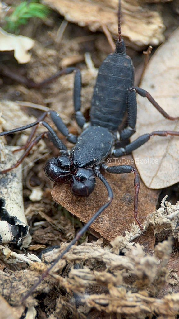Thelyphonus sp Thailand – Thai Vinegaroon | Unique Whip Scorpion | Live Arrival Guarantee| TDE