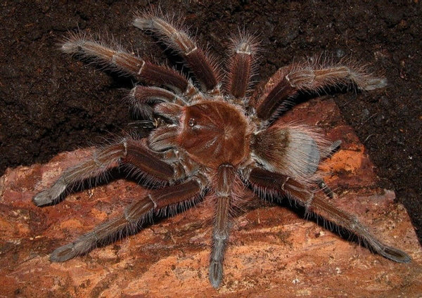 Theraphosa apophysis – Pink Footed Goliath Birdeater | Massive New World Species | Live Arrival Guarantee | TDE
