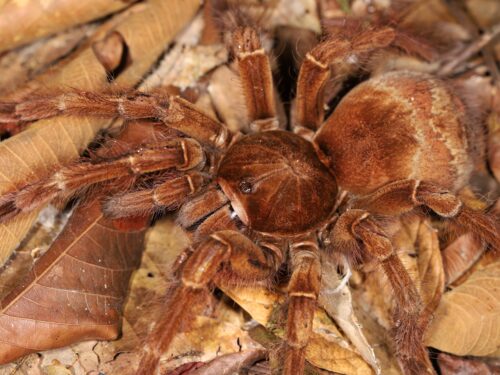 Theraphosa blondi – True Goliath Birdeater Tarantula | World's Largest Spider | Live Arrival Guarantee | TDE