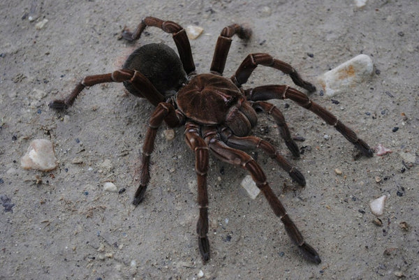 Theraphosa stirmi – Burgundy Goliath Birdeater | Massive New World Species | Live Arrival Guarantee| TDE