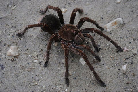 Theraphosa stirmi – Burgundy Goliath Birdeater | Massive New World Species | Live Arrival Guarantee| TDE