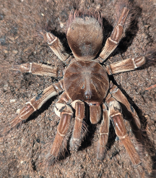 Theraphosa stirmi – Burgundy Goliath Birdeater | Massive New World Species | Live Arrival Guarantee| TDE