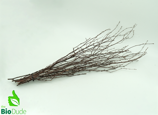 Thin Birch Branches Up to 42" 10 pack