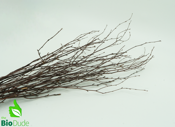 Thin Birch Branches Up to 42" 10 pack