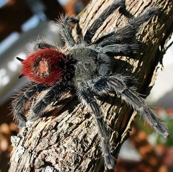 Thrixopelma ockerti – Peruvian Flame Rump Tarantula | Stunning Colorful New World Species | Live Arrival Guarantee | TDE