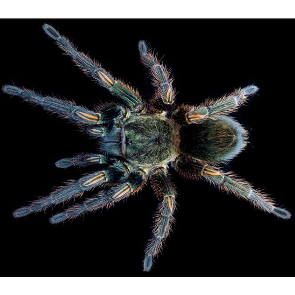 Ewok pruriens – Peruvian Green Velvet Tarantula | Emerald Desert Jewel | TDE