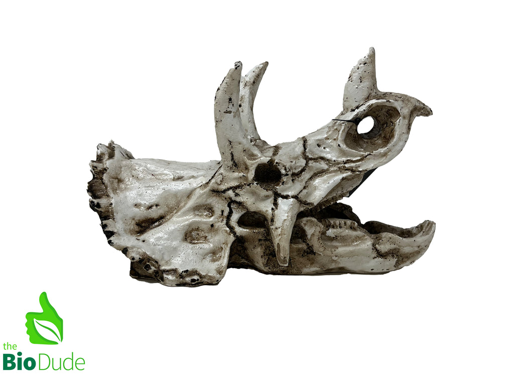 The Bio Dude - Dino Decor Triceratops