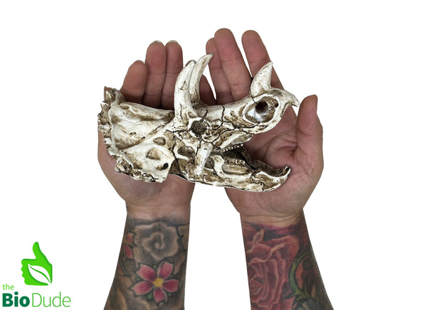 The Bio Dude - Dino Decor Triceratops