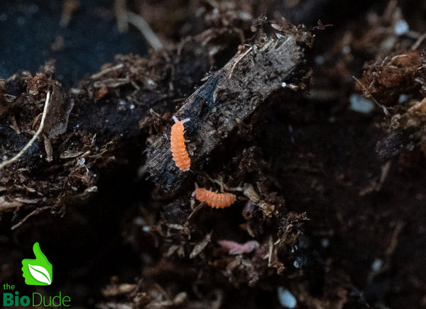 Tropical Orange Springtails (Yuukianura aphoruroides) - 8 ounce container FREE SHIPPING