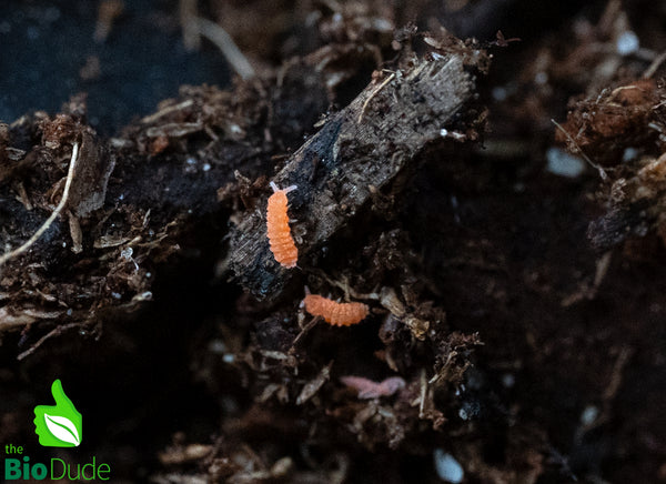 Tropical Orange Springtails (Yuukianura aphoruroides) - 8 ounce contai ...