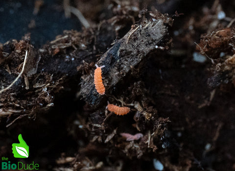 Tropical Orange Springtails (Yuukianura aphoruroides) - 8 ounce container FREE SHIPPING
