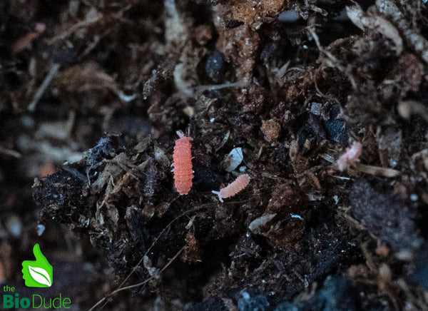 Tropical Orange Springtails (Yuukianura aphoruroides) - 8 ounce contai ...