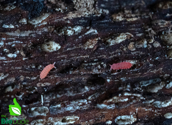 Tropical Orange Springtails (Yuukianura aphoruroides) - 8 ounce container FREE SHIPPING