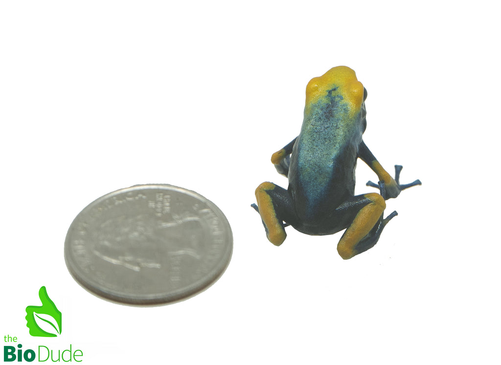 Dendrobates tinctorius ‘Tumucumaque’