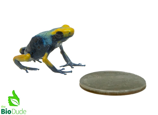 Dendrobates tinctorius ‘Tumucumaque’