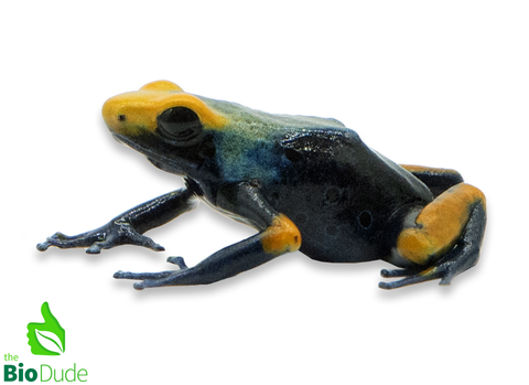 Dendrobates tinctorius ‘Tumucumaque’ (captive-bred) | Peacock Poison Dart Frog