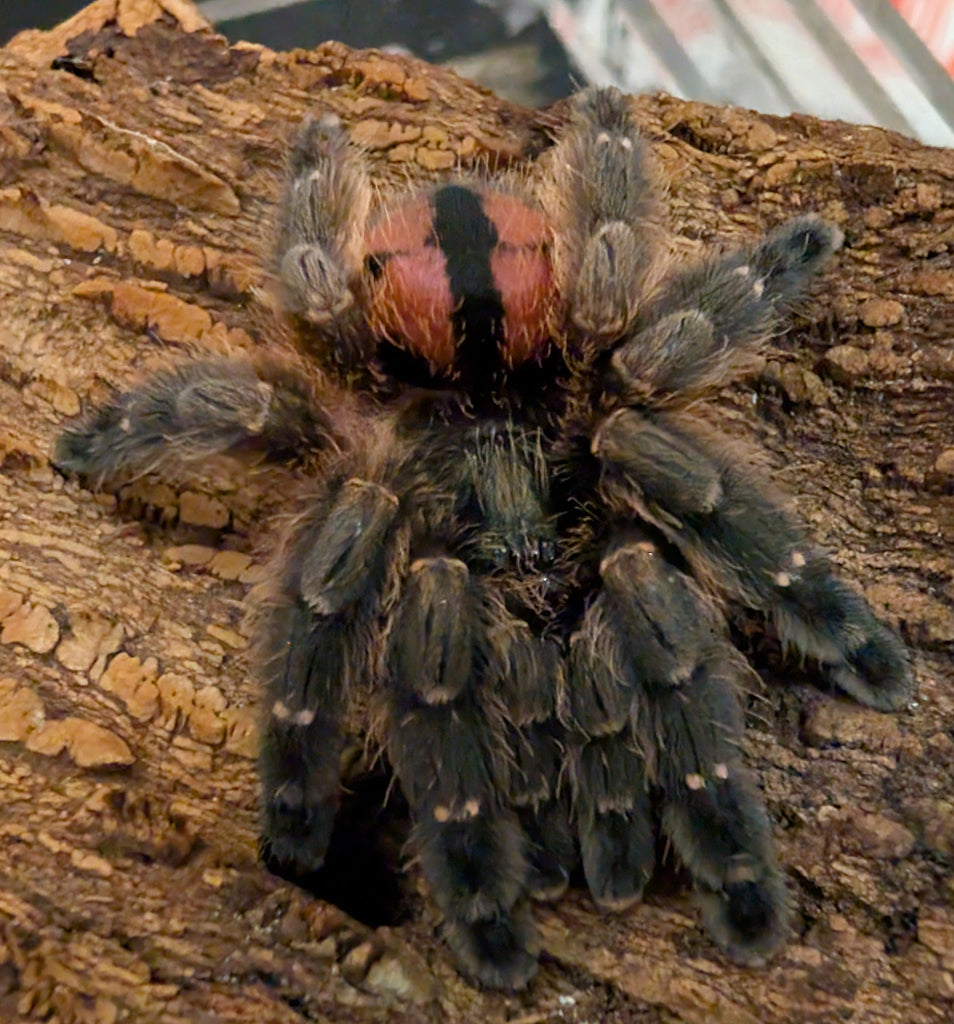 Typhochlaena curimum – Paraiba Jewel Tarantula | Rare Arboreal Trapdoor | Live Arrival Guarantee| TDE