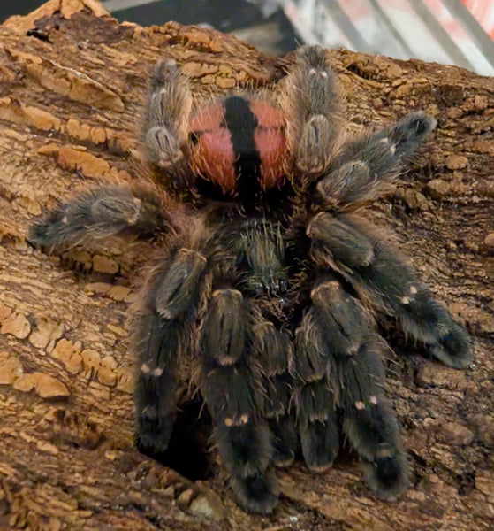 Typhochlaena curimum – Paraiba Jewel Tarantula | Rare Arboreal Trapdoor | Live Arrival Guarantee| TDE