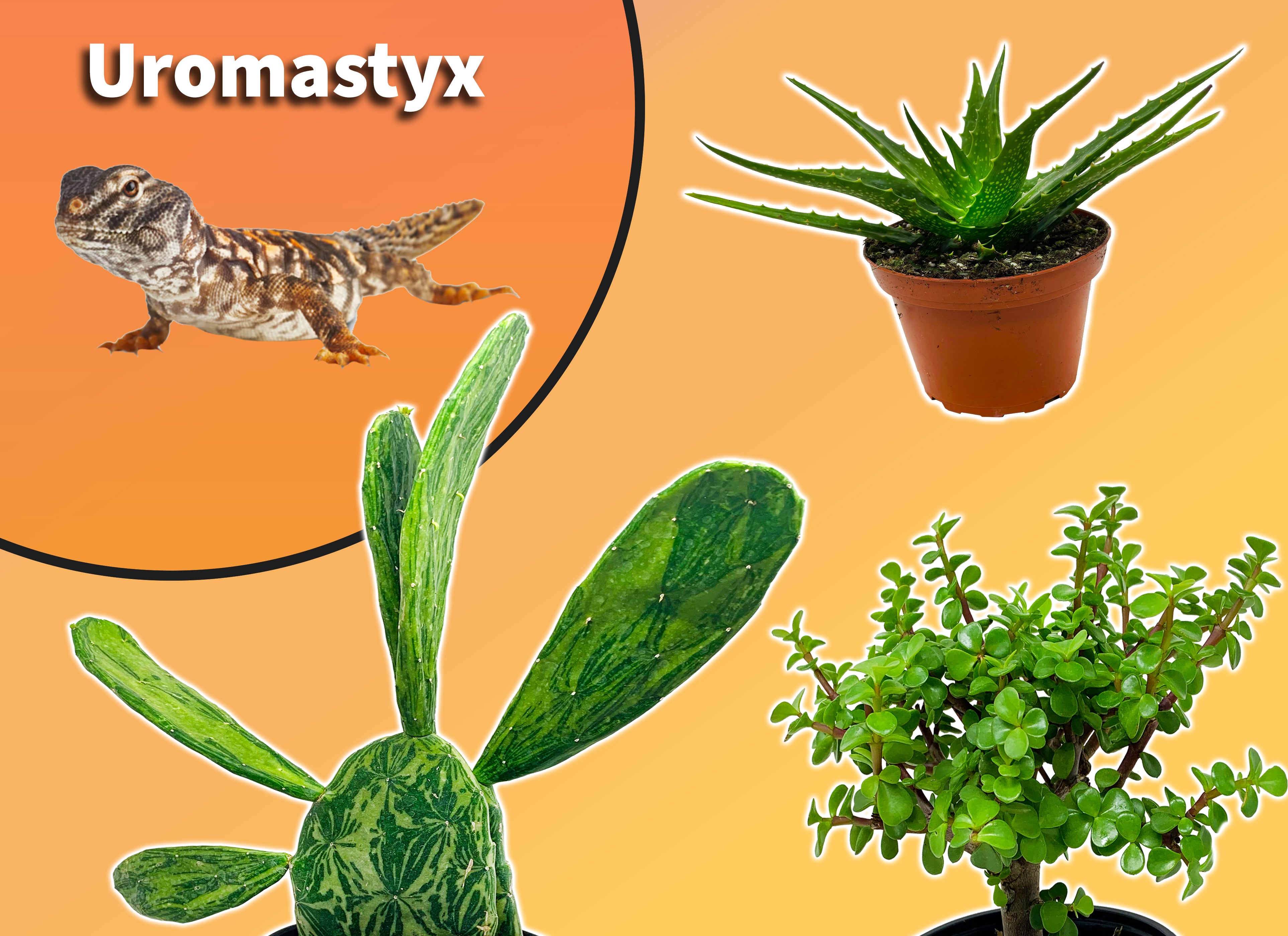 lizard plant succulents Uromastyx Starter Plant Pack – The Bio Dude