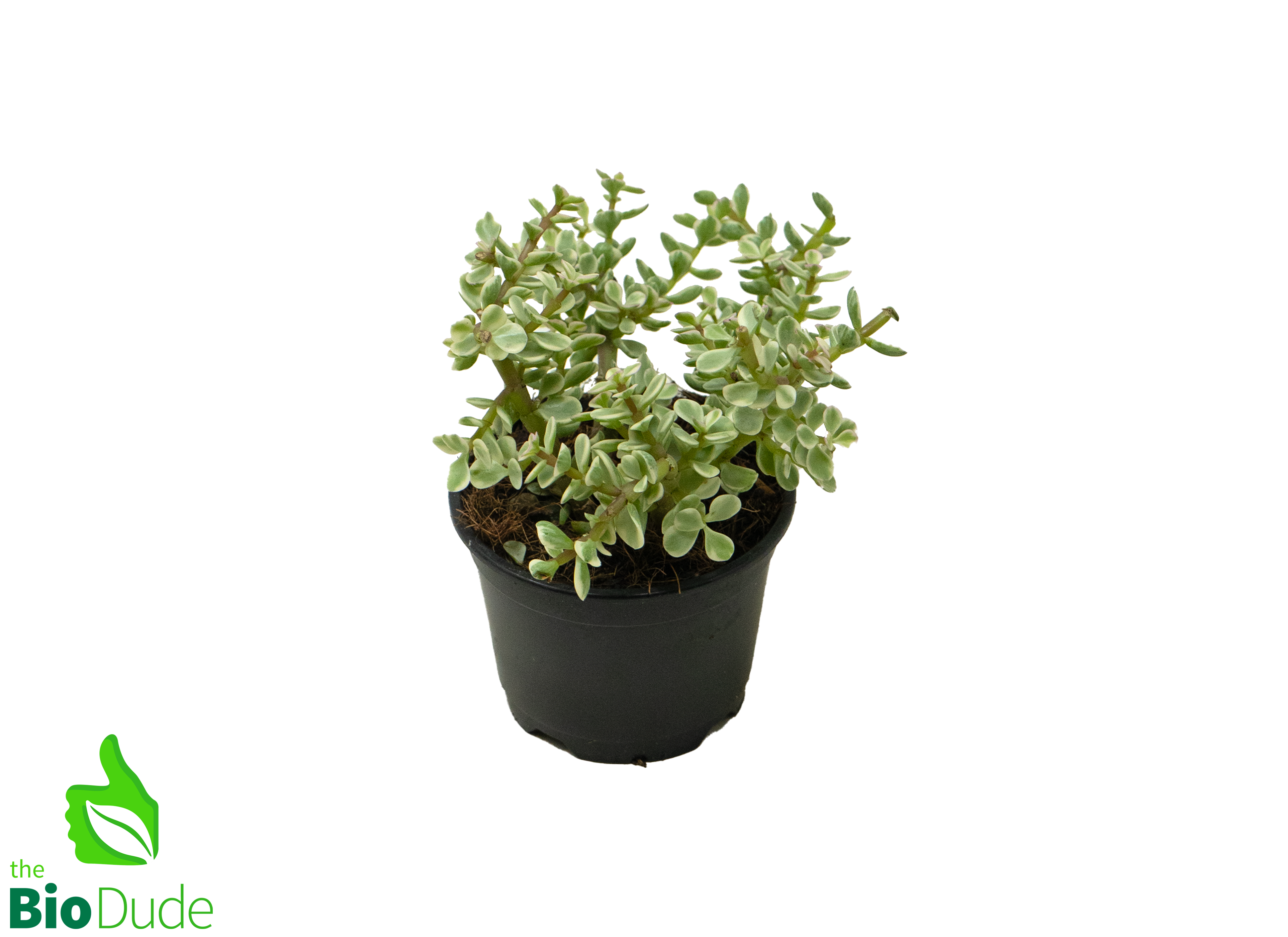 succulent elephant food 4" Pot Elephant Feed – The Bio Dude