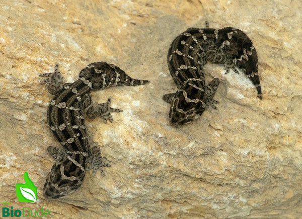 Viper Gecko - Juvenile