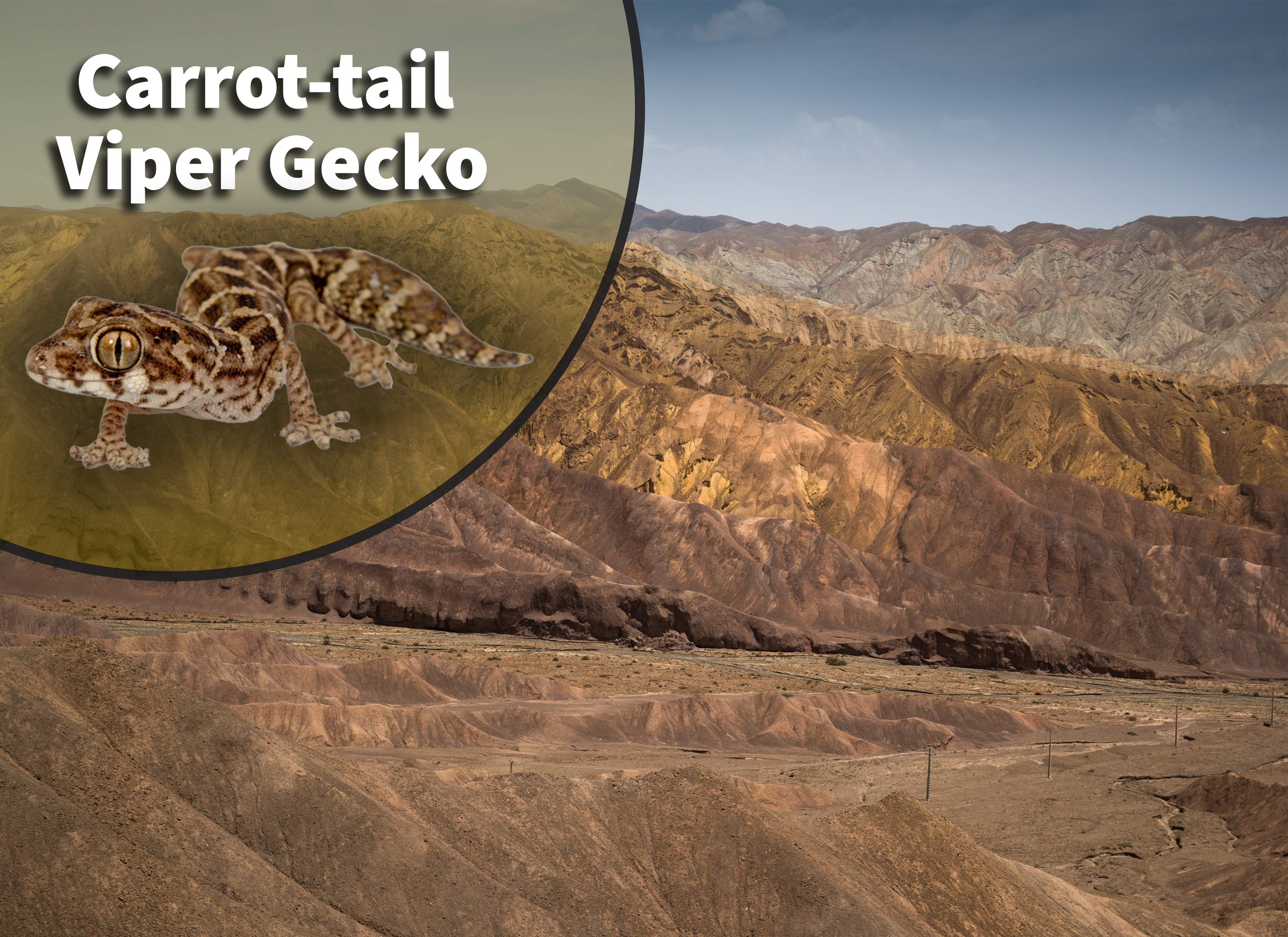 Leopard Gecko Habitat In The Wild