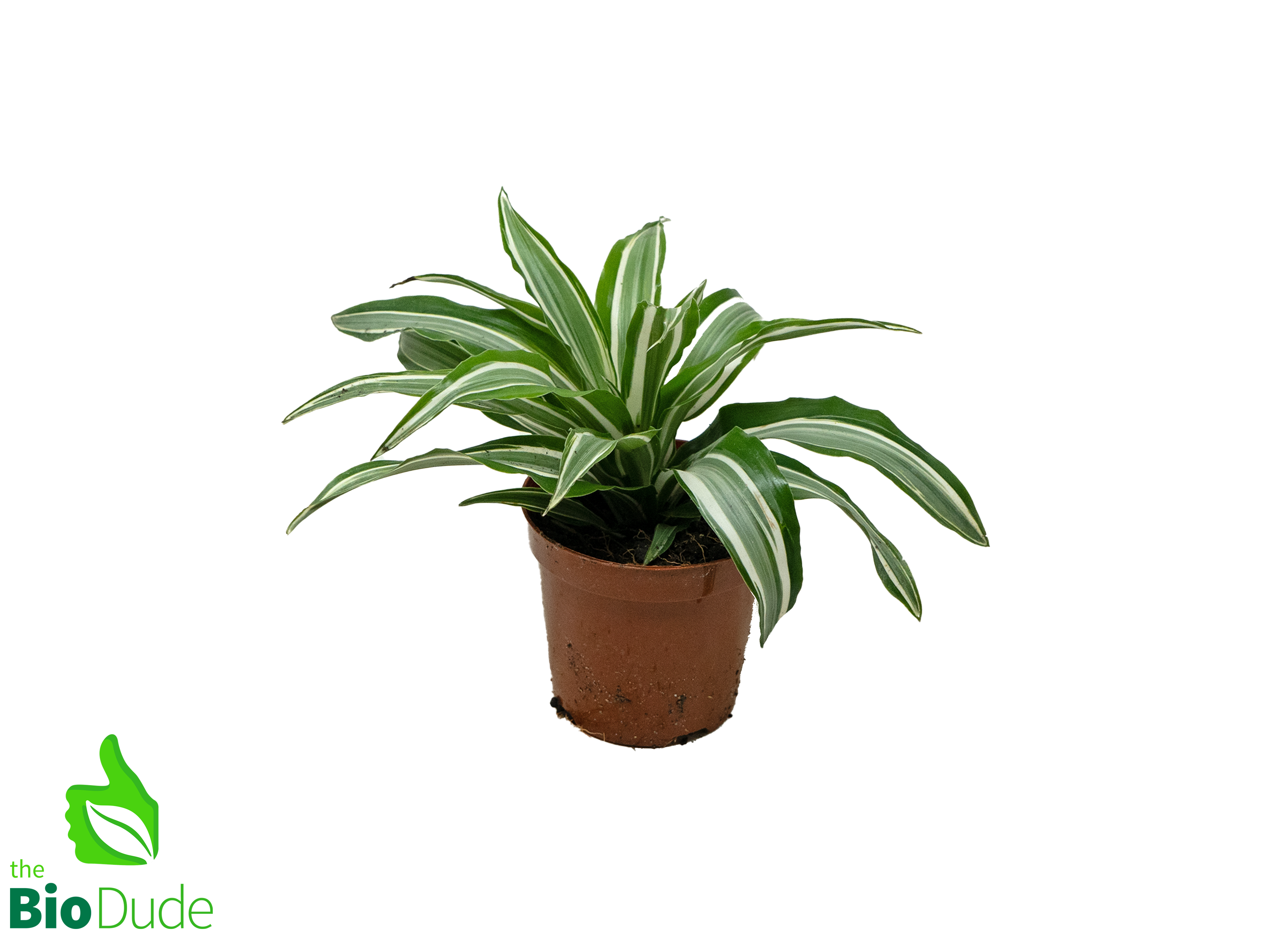 dracaena warneckii growth rate 4" Pot Dracaena-Warneckii Compacta