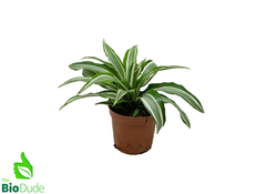 dracaena warneckii wikipedia 4" Pot Dracaena-Warneckii Compacta – The Bio Dude