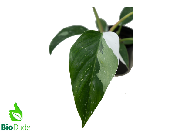 4" Pot Philodendron White Princess