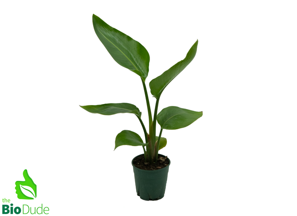 5" Pot Strelitzia-Nicolai (White Bird Of Paradise)