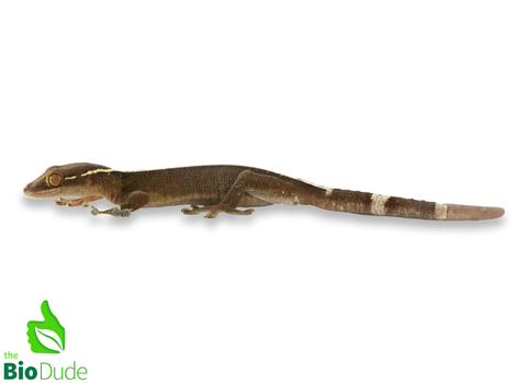 Gekko vittatus (Captive Bred) | Skunk Gecko, White Lined Gecko