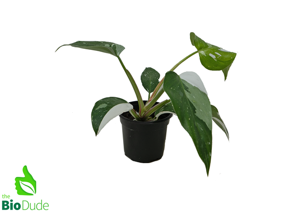 4" Pot Philodendron White Princess