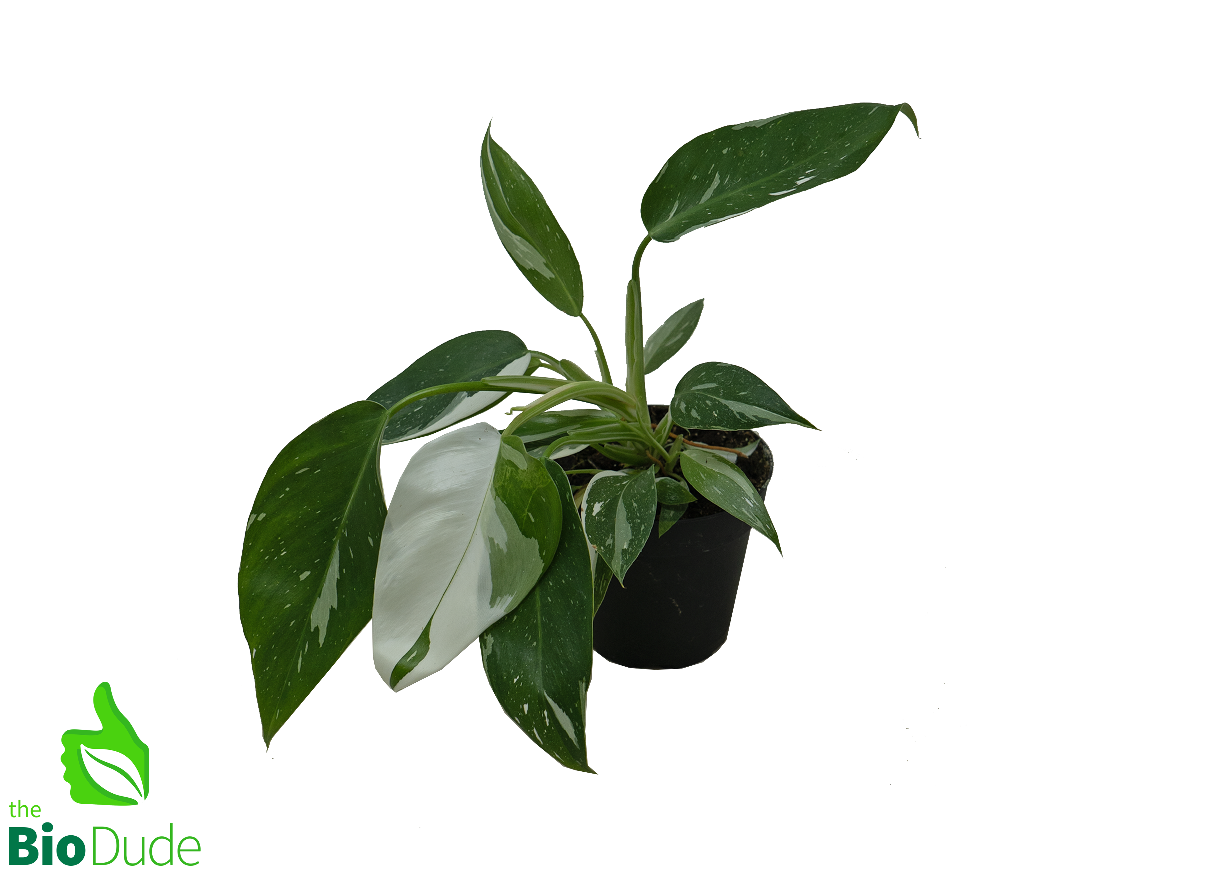 philodendron temperature tolerance 4" Pot Philodendron White Wizard