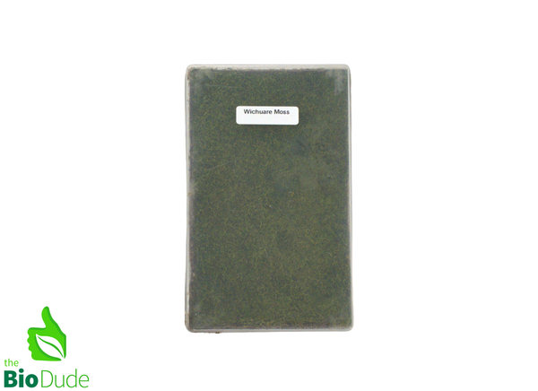 Live hand propagated Wichurae Moss